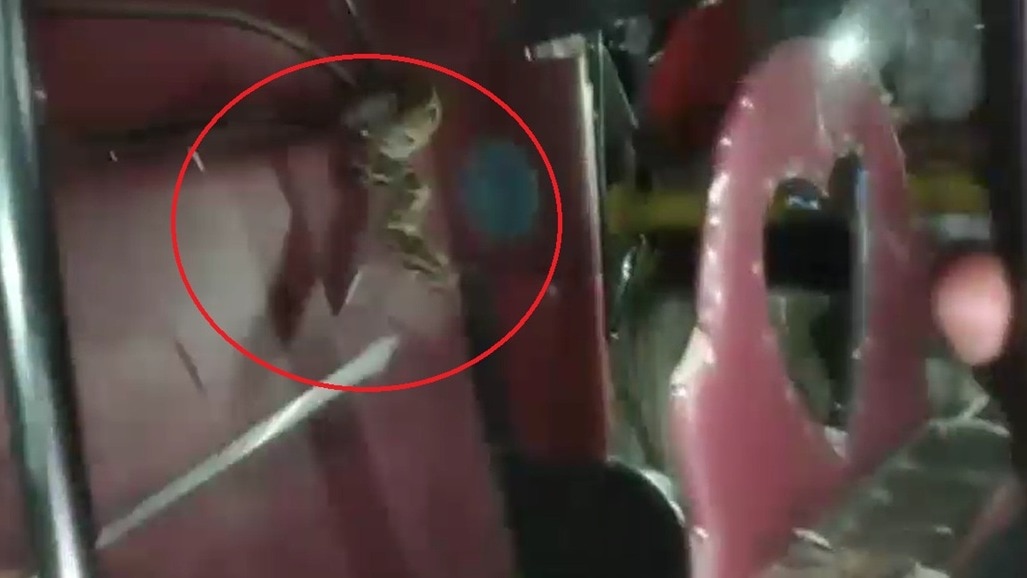 ऑटो में अचानक निकल आया अजगर. (Photo: Screengrab)
