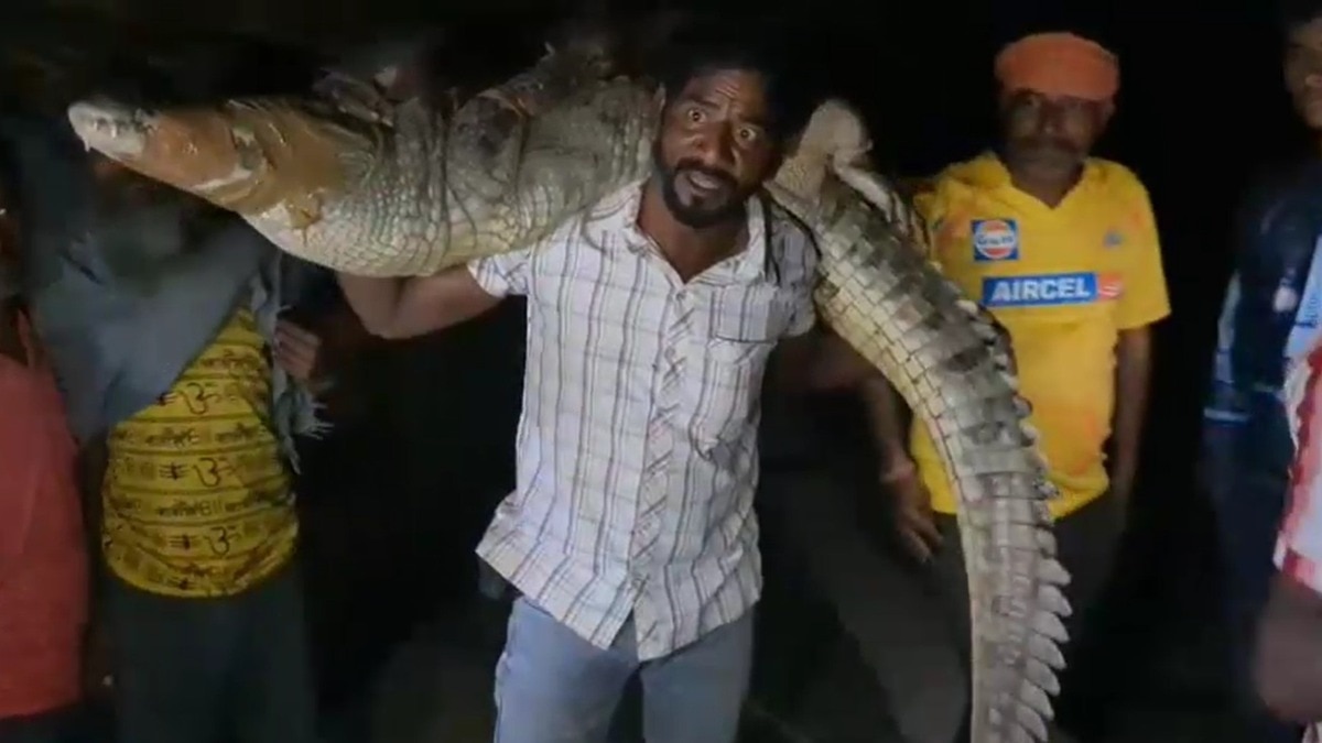 कंधे पर उठाकर मगरमच्छ को ले जाता युवक. (Photo: Screengrab)
