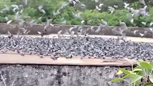 सालाना 4-5 लाख रुपये का अनाज खर्च होता है.(Photo: Screengrab)