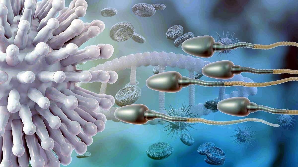 covid sperm infection