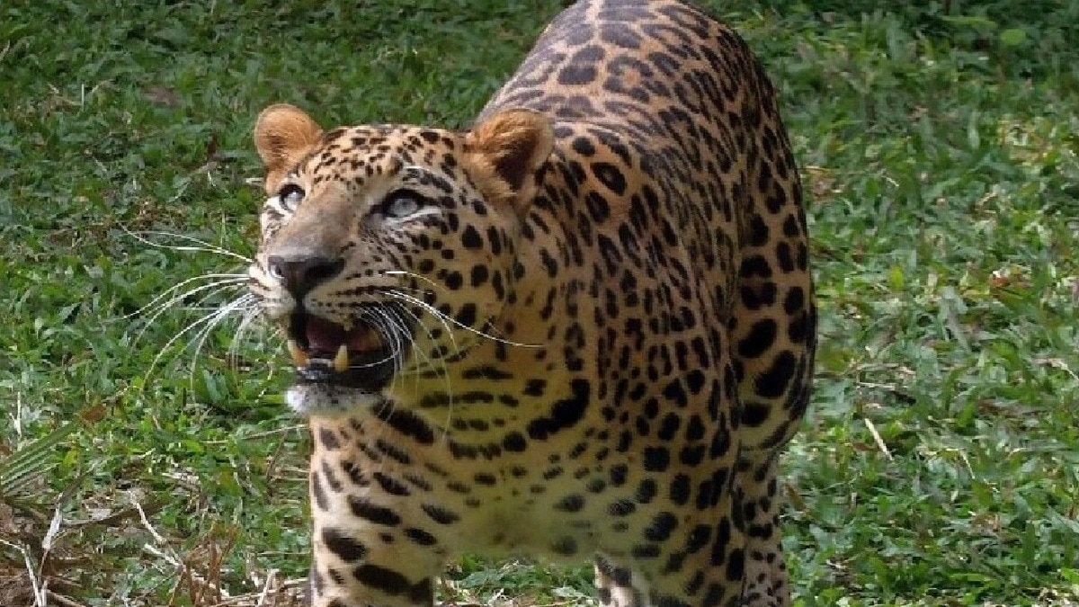 leopard