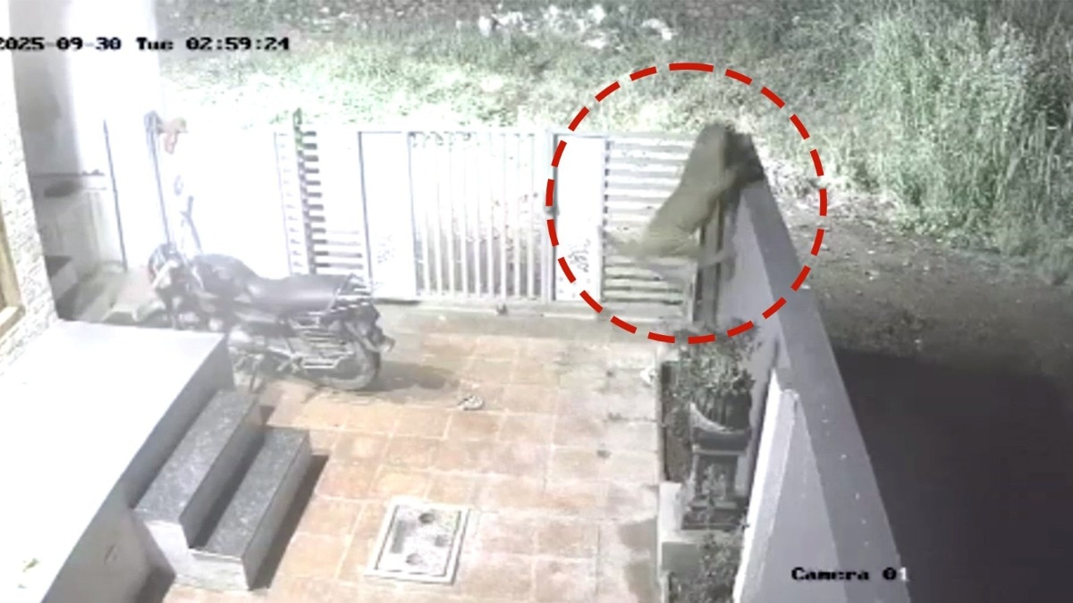 leopard attack on Dog