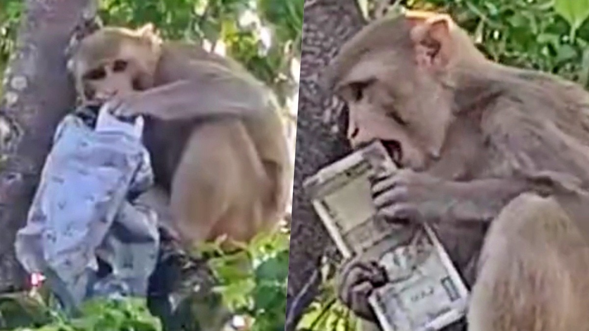 Monkey climbs tree carrying a bundle of 500 rupee notes (Photo- Screengrab)
