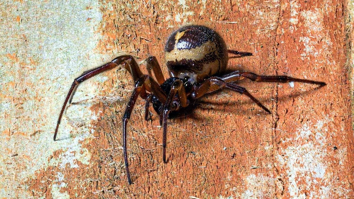ये है नोबल फॉल्स विडो मकड़ी जो अपने से बड़े जीवों को भी खा जाती है. (Photo: Getty)