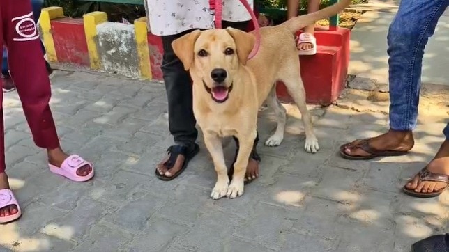 Controversy over dog in Hamirpur (Photo- ITG)
