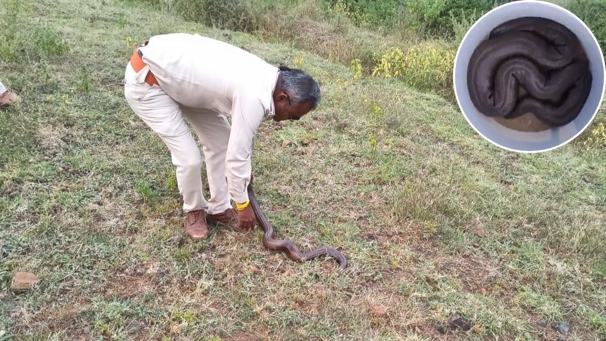 किसान के बाड़े में मिला रेड सैंड बोओ सांप. (Photo: ITG)
