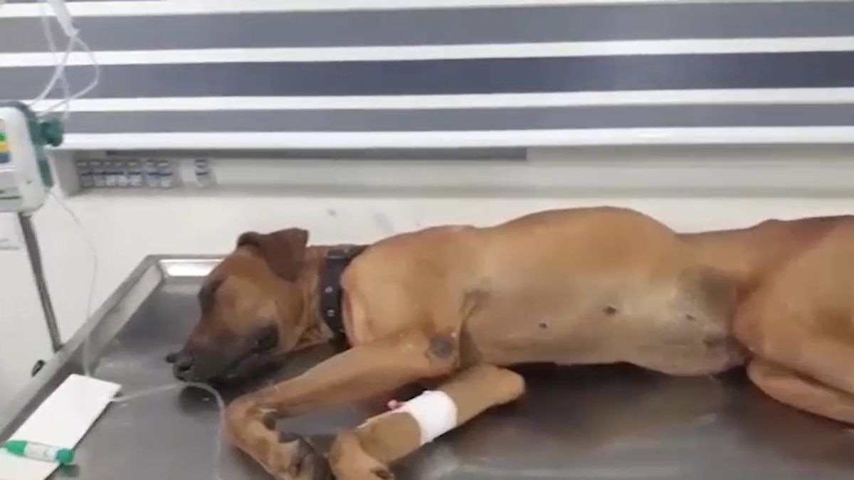 अस्पताल में चल रहा है पेट डॉग रॉकी का इलाज. (Photo: ITG)