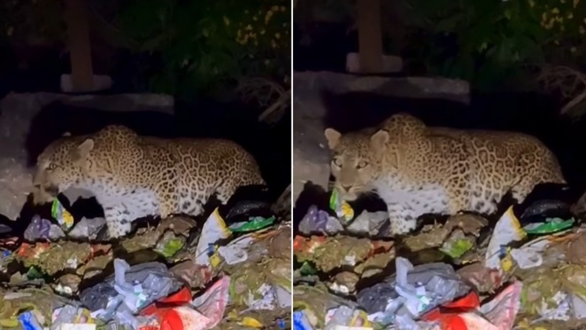 भूख से बेहाल तेंदुआ कचरे में तलाशता दिखा खाना, सोशल मीडिया पर छिड़ी बहस – leopard seen searching food in garbage video sparks online debate tstf