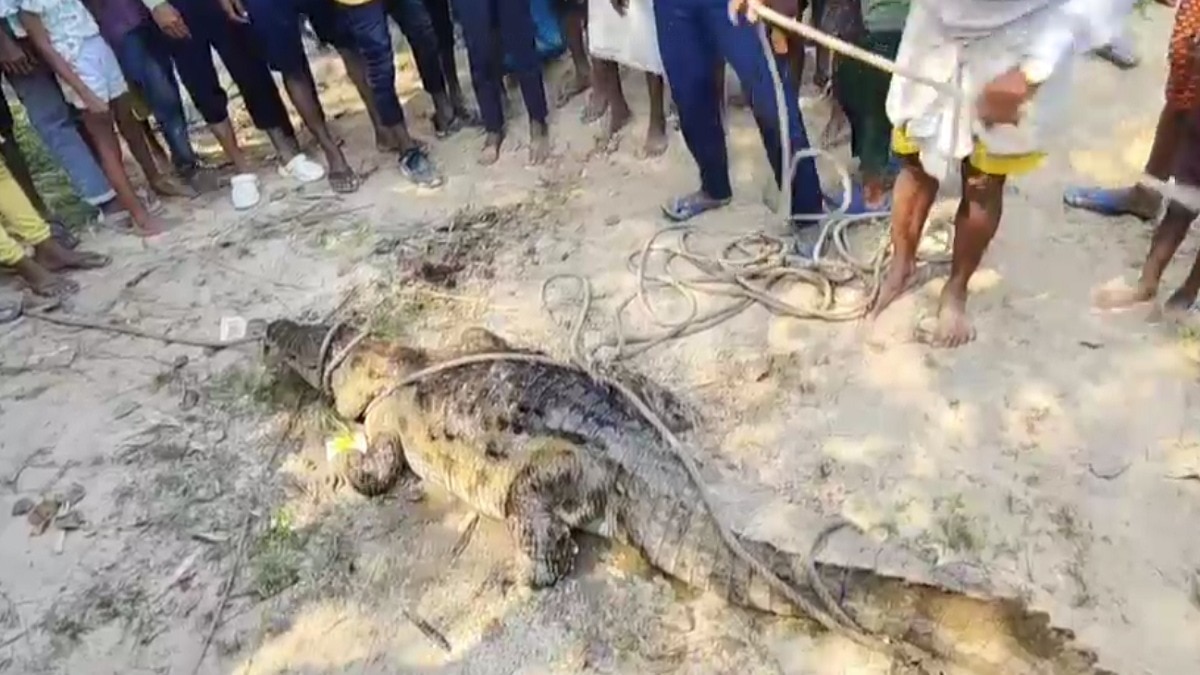 मगरमच्छ का वजन करीब 2.5 क्विंटल था. (Photo: Screengrab)