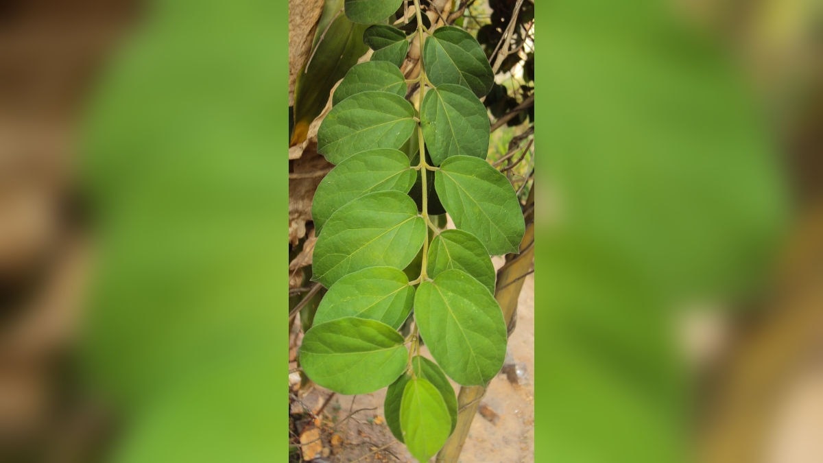 Gudmar planting tips