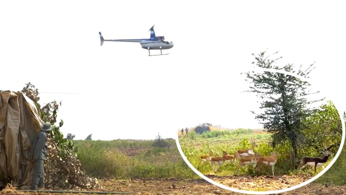 MP में वन्यजीवों के संतुलन का पायलट प्रोजेक्ट.(Photo:Screengrab)