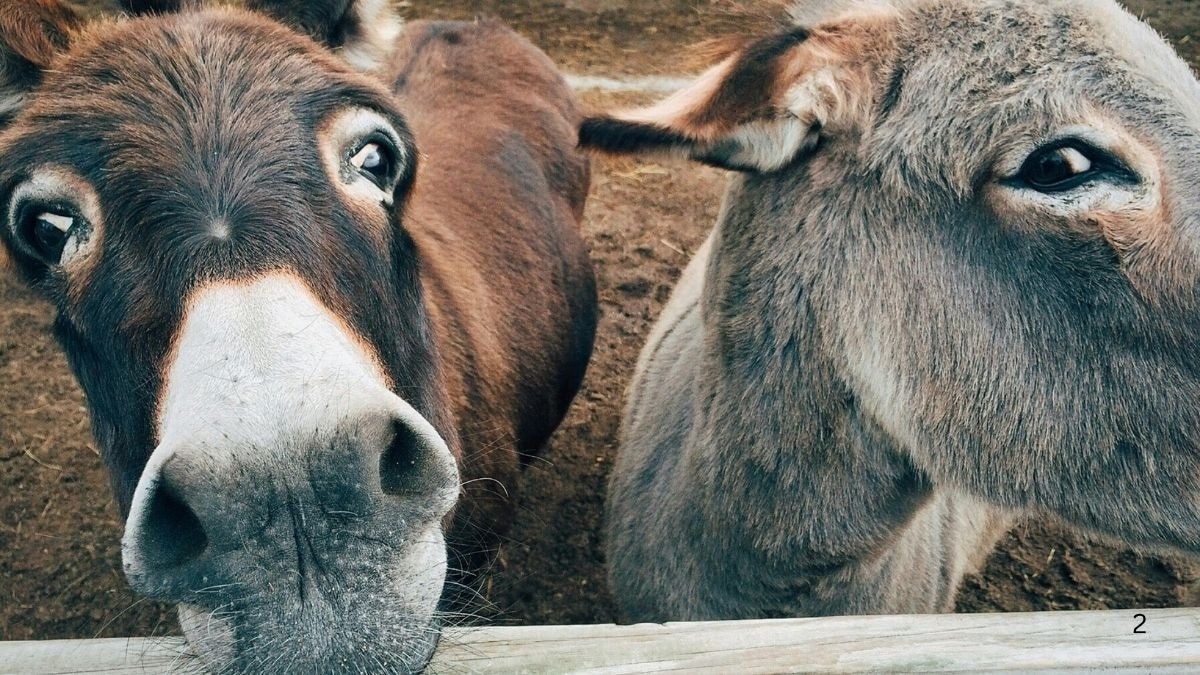 खाने के लिए नहीं... लाखों गधों का इस चीज में इस्तेमाल कर रहा चीन!