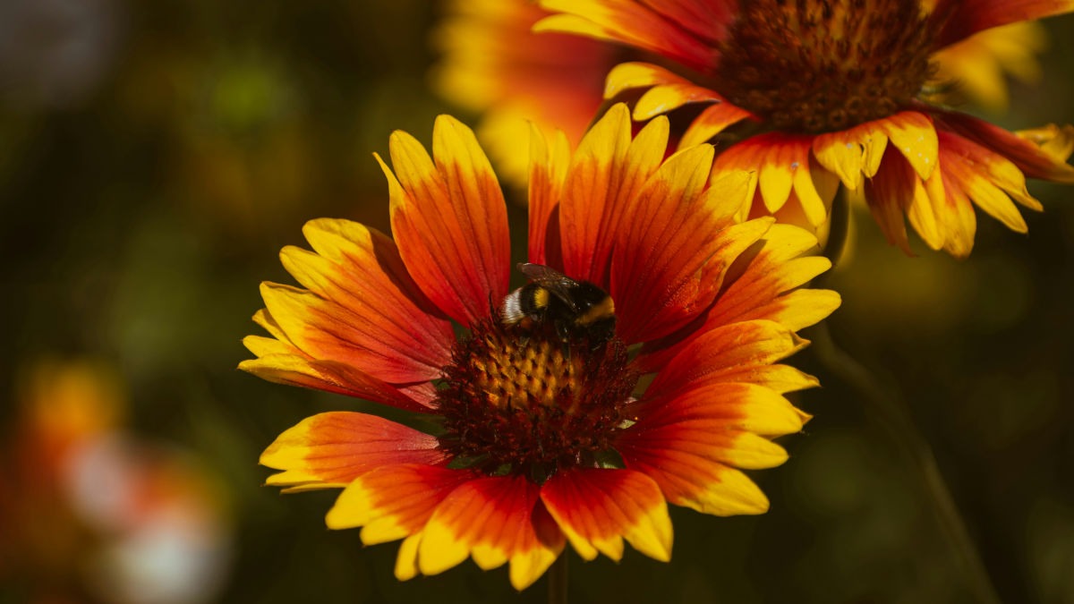 आप एनएससी के स्टोर से ऑनलाइन खूबसूरत फूलों के बीजों को मंगा सकते हैं (Photo: Unsplash)