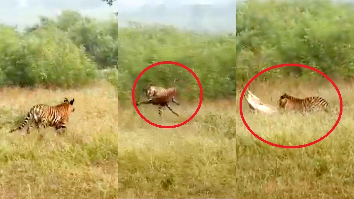 शिकार के गुण सिखा रही थी बाघिन P-141.(Photo:Screengrab)