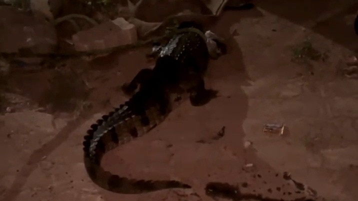 मंडी में मगरमच्छ घुसने से मची अफरा-तफरी. (Photo: Screengrab)