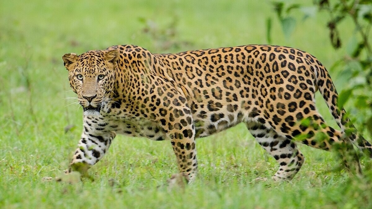 बाघ के हमले में युवक की मौत. (Photo: Representational )