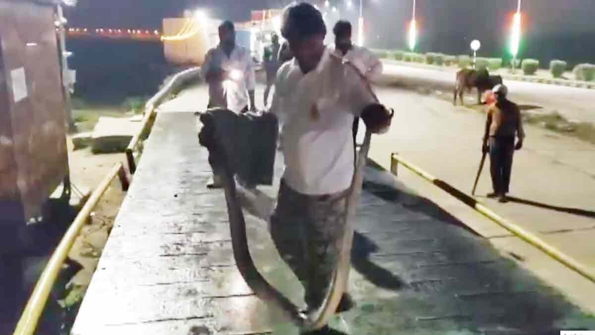 10 feet long python found on National Highway