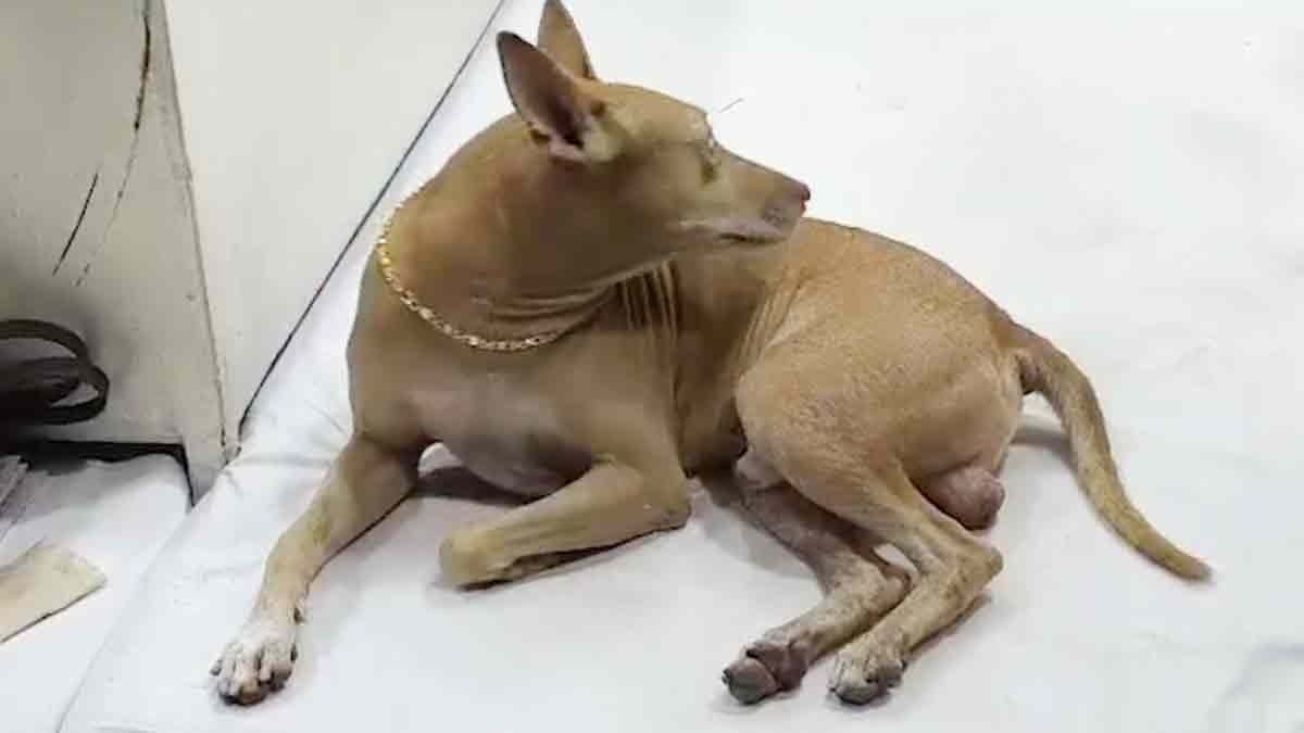 Tyson guards the jewellery shop wearing a 50-ton chain. 