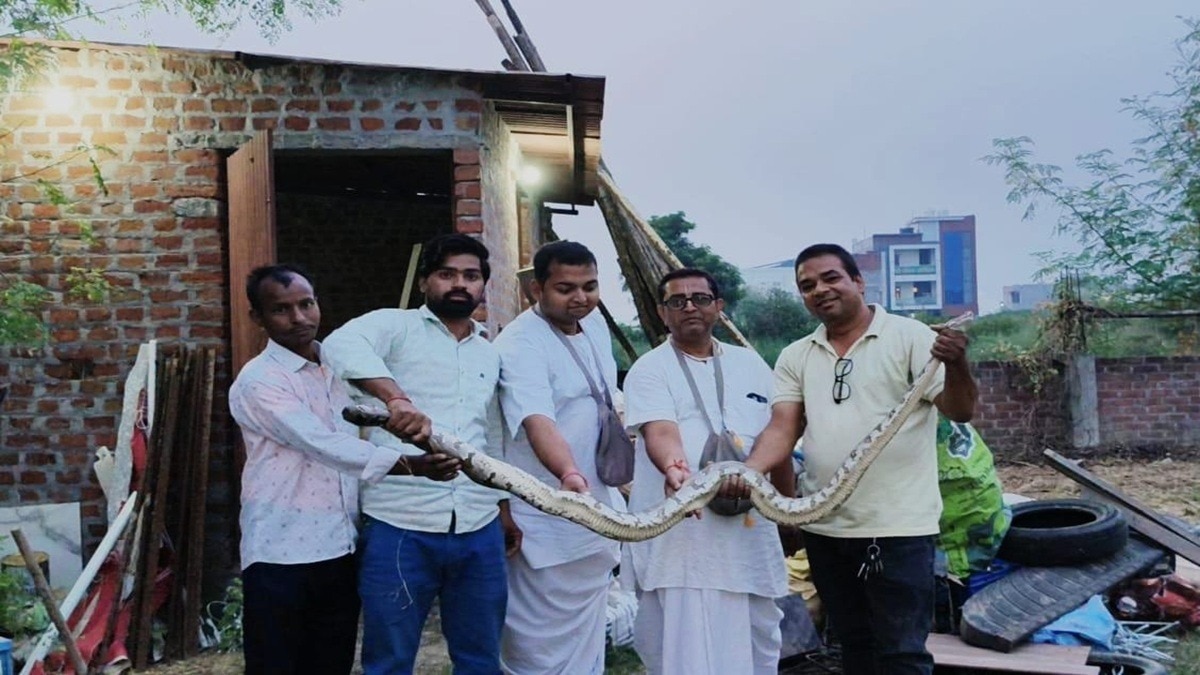 6 फीट लंबा अजगर... इस्कॉन मंदिर के स्टोर रूम में विशाल सांप मिलने से हड़कंप