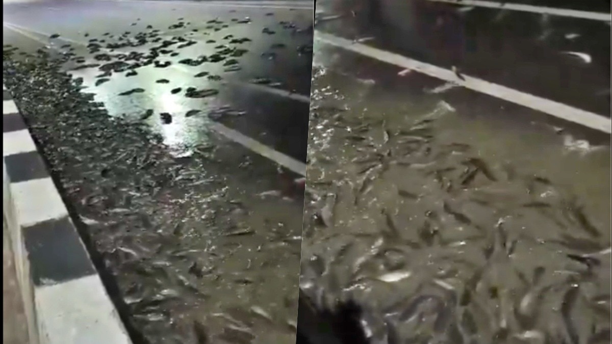 कानपुर हाईवे पर बिखरी पड़ीं हजारों मछलियां (Photo- Screengrab)