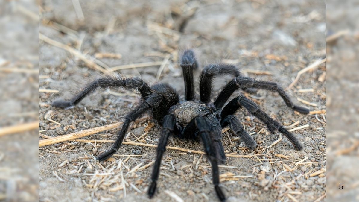 केले के गुच्छे में मिला ये जहरीला जंगली कीड़ा... काट ले तो तुरंत हो जाती है मौत