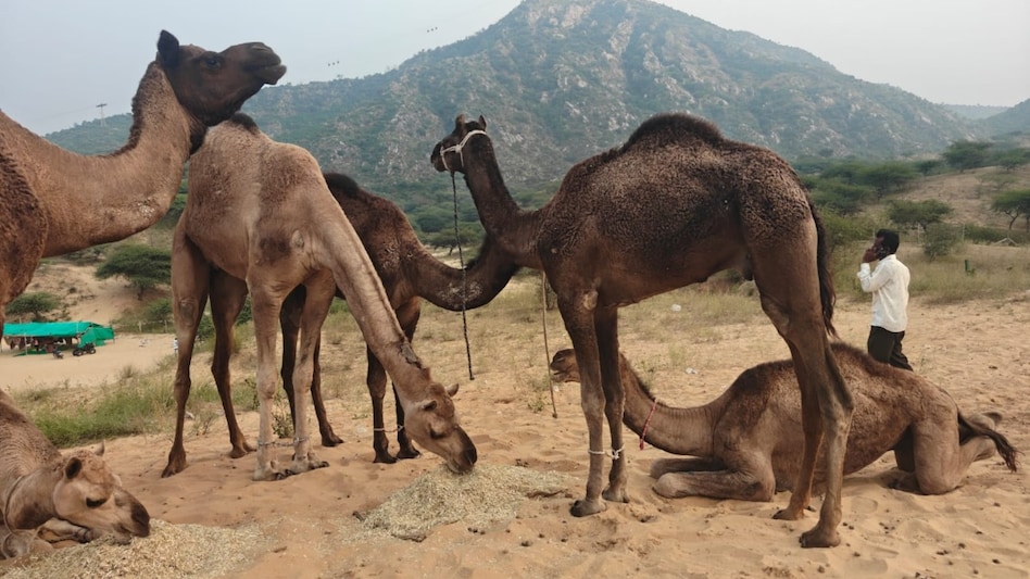 Dinesh Parasar/ITG)  Dinesh Parasar/ITG)