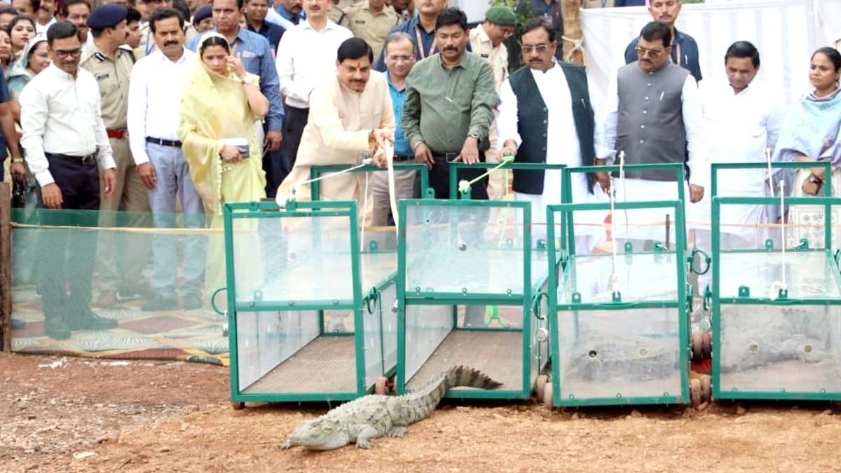 खंडवा में पूजन के बाद CM ने छोड़े मगरमच्छ.(Photo:ITG)