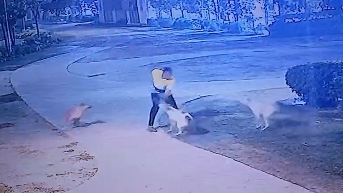 कुत्तों ने शख्स पर किया हमला. (Photo: Screengrab)