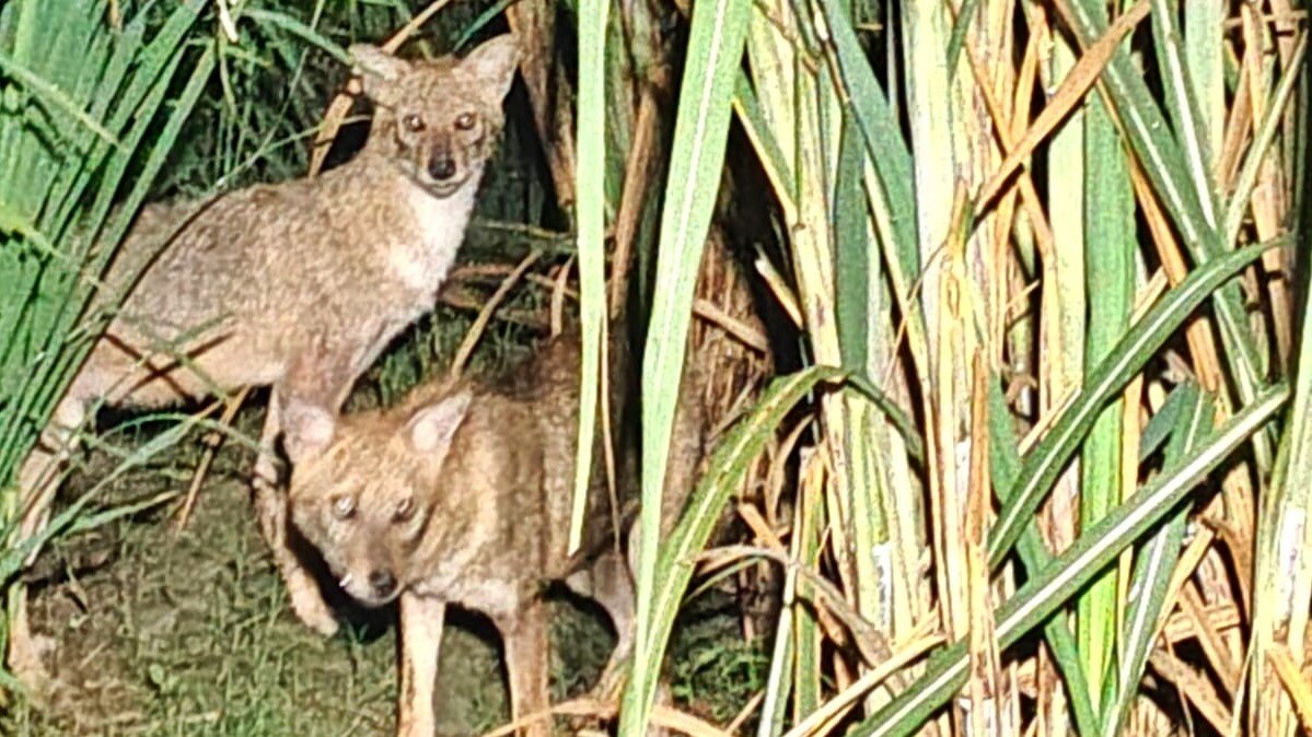 Terror of man-eating animal in Bahraich (PHOTO- ITG)