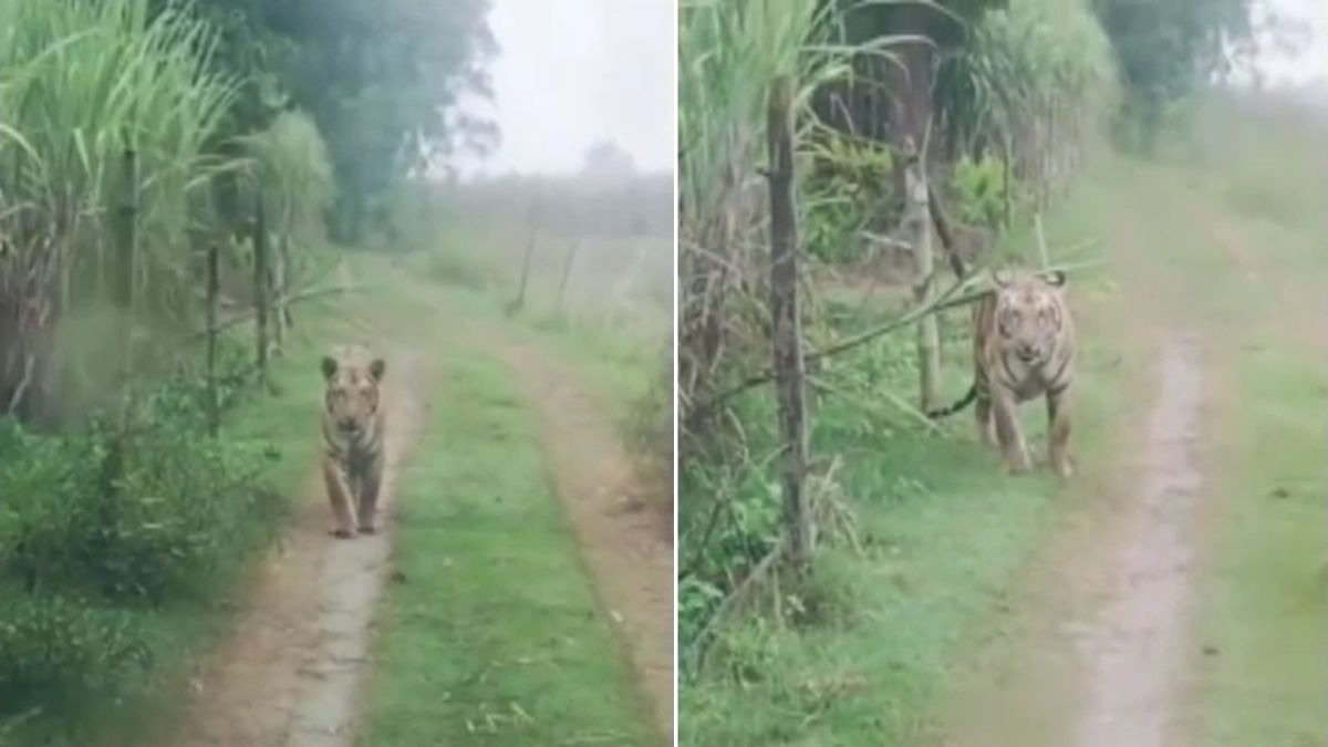 जिन खेतों में दिनभर किसान करते हैं काम, वहां छिपा बैठा था बाघ. (Photo: Screengrab)