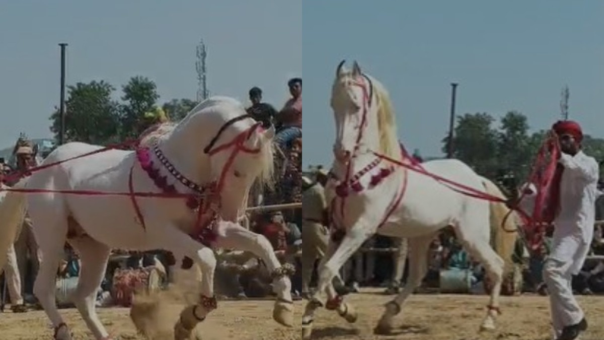 पुष्कर मेले में वायरल हो रहा है घोड़ों और घोड़ियों का डांस, विदेशी सैलानी हुए दीवाने