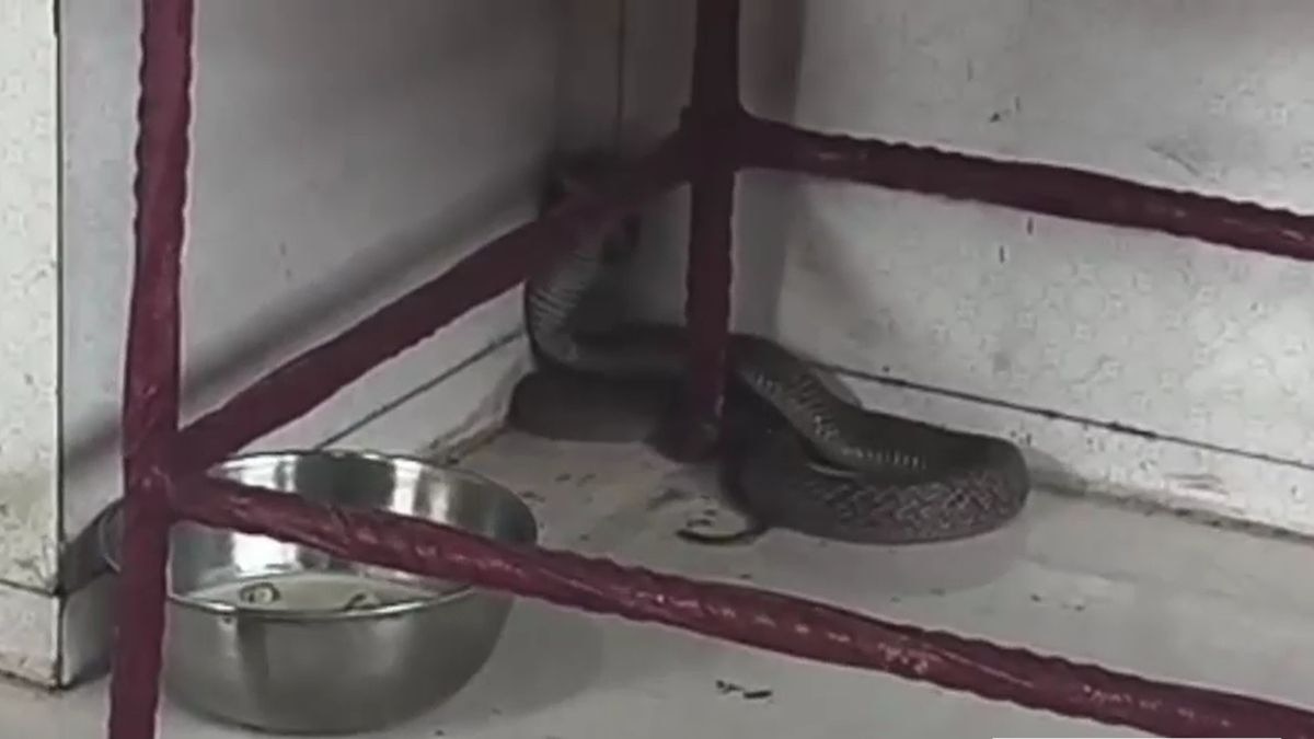 मंदिर में बैठा दिखा नाग. (Photo: Screengrab)