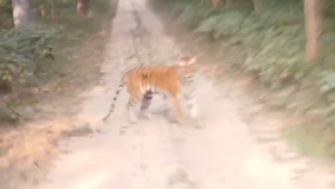 जंगल सफारी के दौरान बाघ ने किया हमला, गाइड ने सूझबूझ से पर्यटकों को बचाया, Video