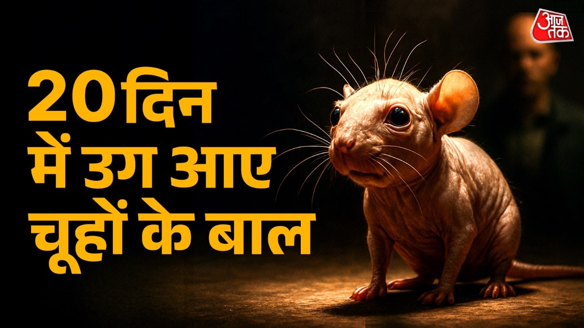 गंजे चूहों के 20 दिन में उग आए बाल...ताइवान के वैज्ञानिकों ने बनाई ऐसी चीज, इंसानों के लिए कितनी फायदेमंद?