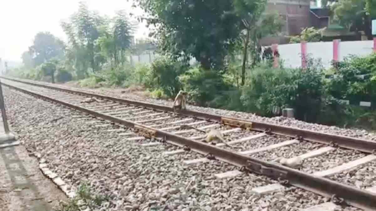 ट्रेन से कटकर पांच बंदरों की मौत (Photo: Screengrab)