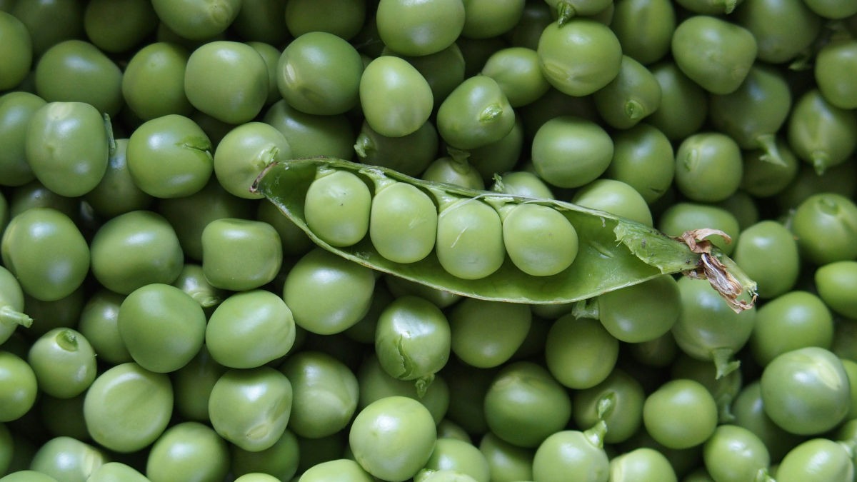 NSC Pea Seeds