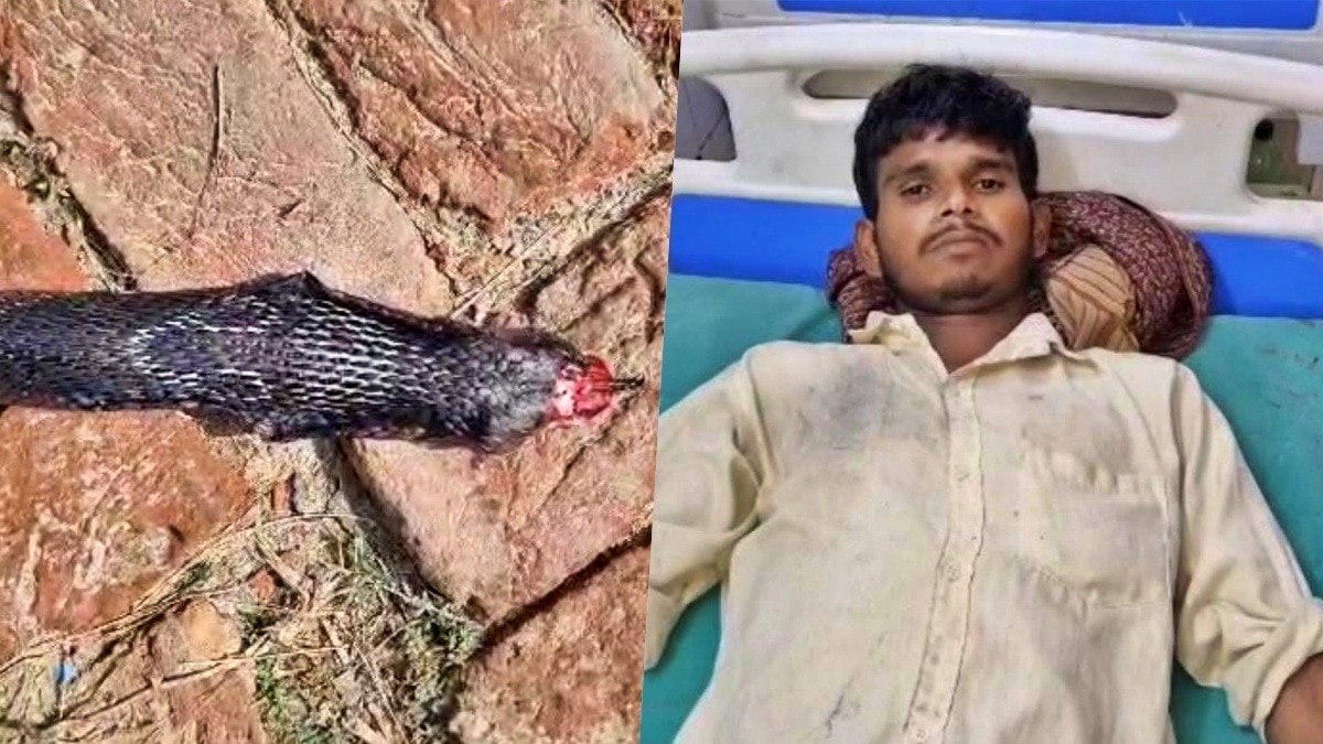 हरदोई में कोबरा के फन को युवक ने अपने दांतों से चबा डाला, सांप की मौत
