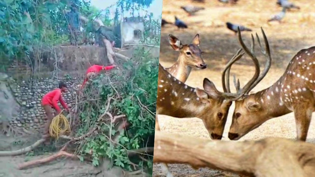 लखनऊ चिड़ियाघर में हिरण चोरी का प्रयास (Photo- ITG) 