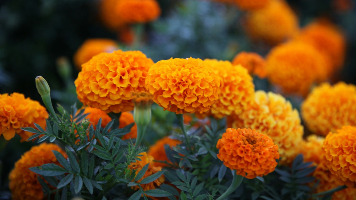 Marigold farming