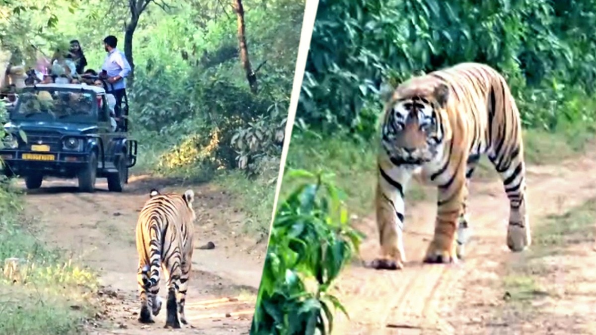 अलवर: जिप्सी के सामने आ गया टाइगर, पर्यटकों की थमी सांस, Video