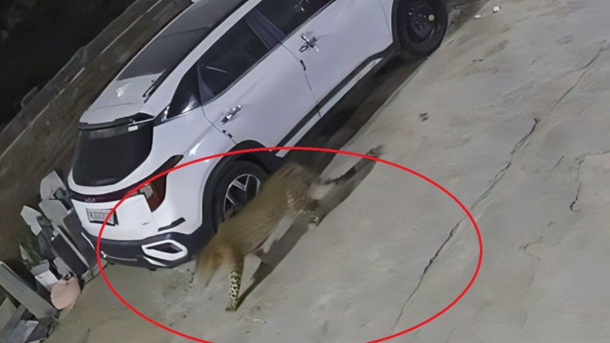 जयपुर में कॉलोनी में घुसा तेंदुआ. (Photo: Vishal Sharma/ITG)