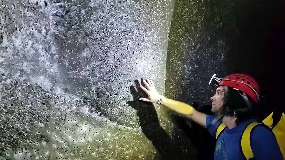 दुनिया का सबसे बड़ा मकड़ी का जाल मिला... यहां रहती दो दुश्मन प्रजातियों की 1.11 लाख मकड़ियां