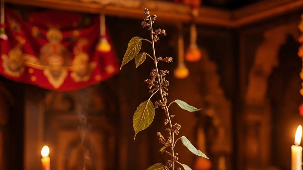 सूखी तुलसी के उपाय. (Photo : AI Generated)