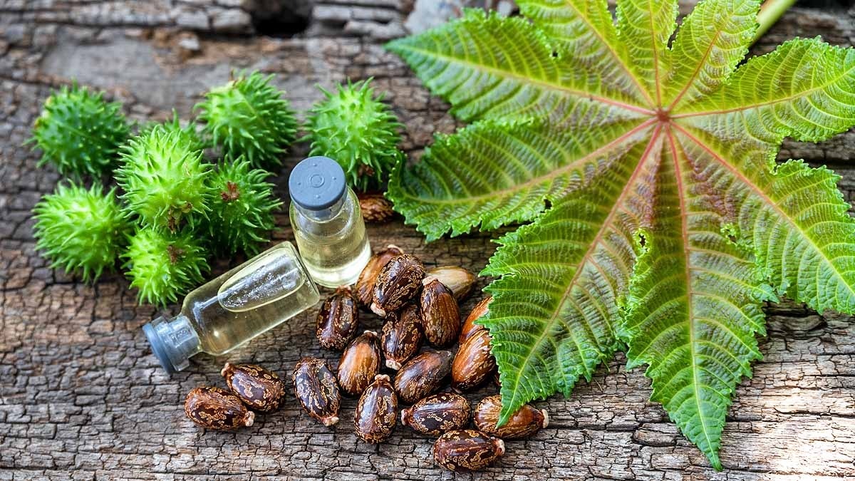 एक बायो-केमिकल वेपन है गुजरात में ISIS आतंकियों से बरामद रिसिन, जानिए कितना कहर बरपा सकते थे