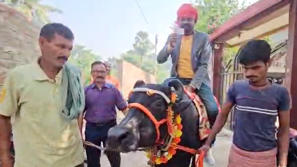 बाइक या कार नहीं... भैंस पर सवार होकर वोट डालने निकला, बिहार के किसान का अनोखा अंदाज