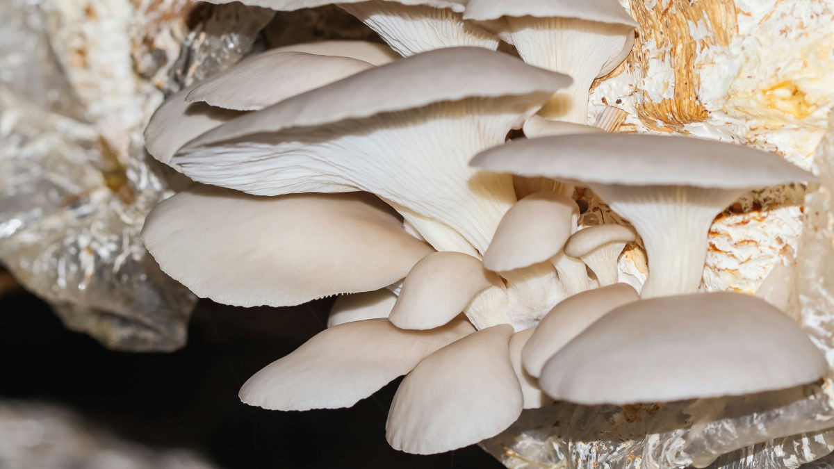 mushroom farming
