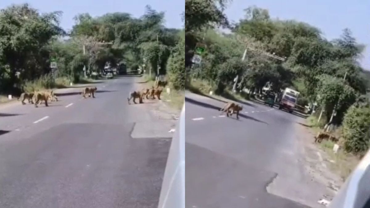 हाइवे पर सामने आ गया शेरों का झुंड. (Photo: Screengrab)