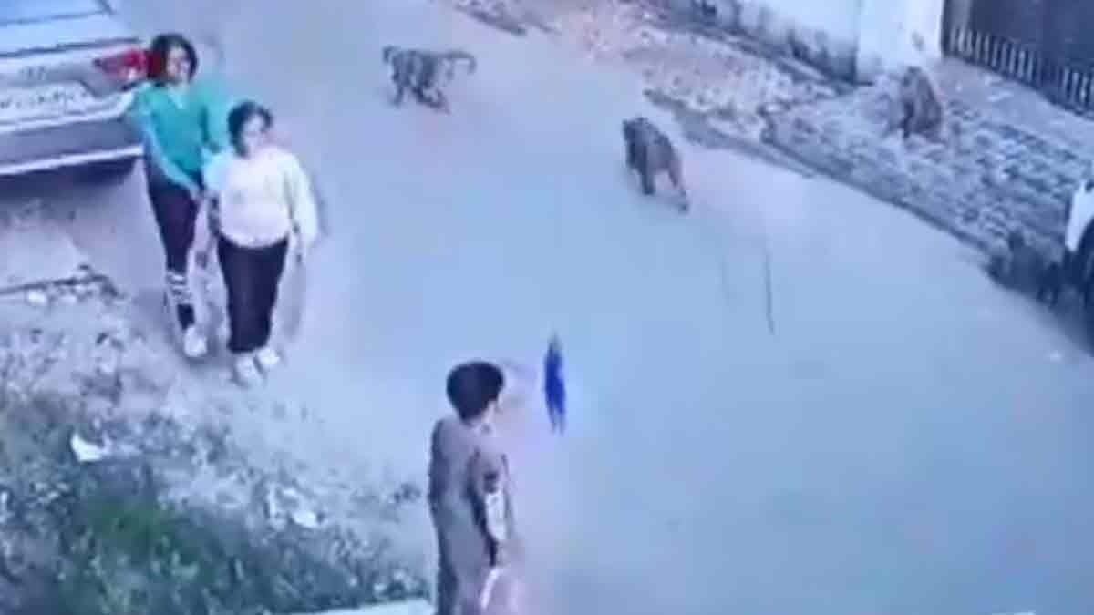 Monkey attack caught on CCTV 