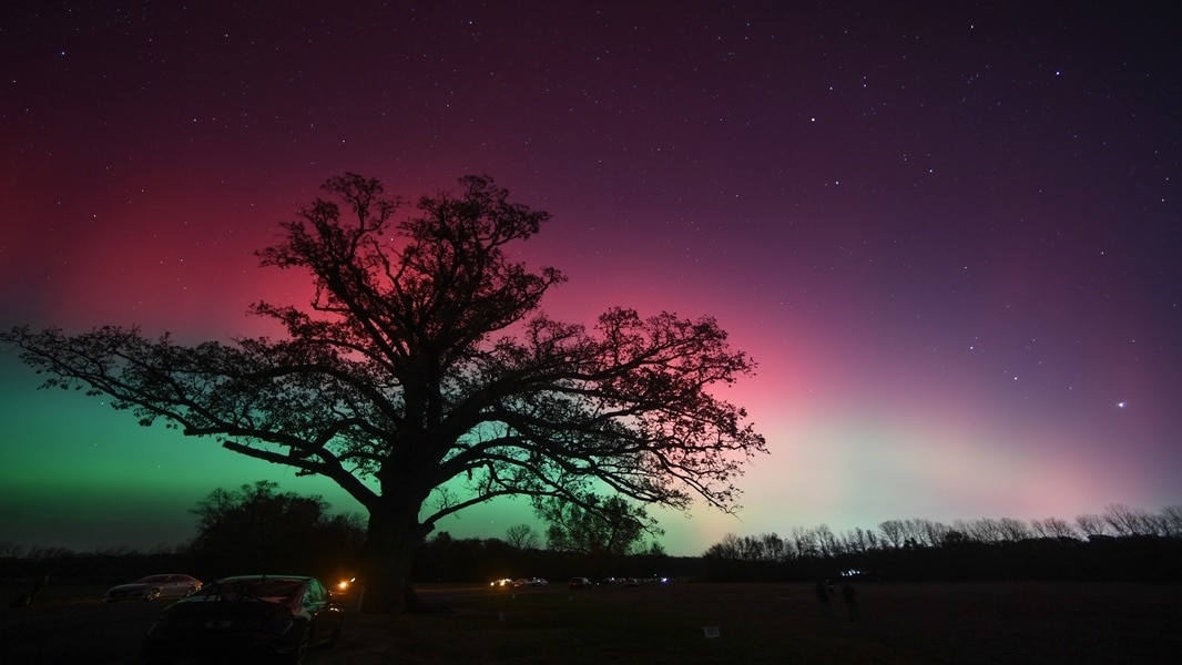 The Northern lights light up the sky behind Boone County's famous bur oak tree on Tuesday, Nov. 11, 2025, near McBaine, Mo. (Cal Tobias/Columbia Missourian via AP)