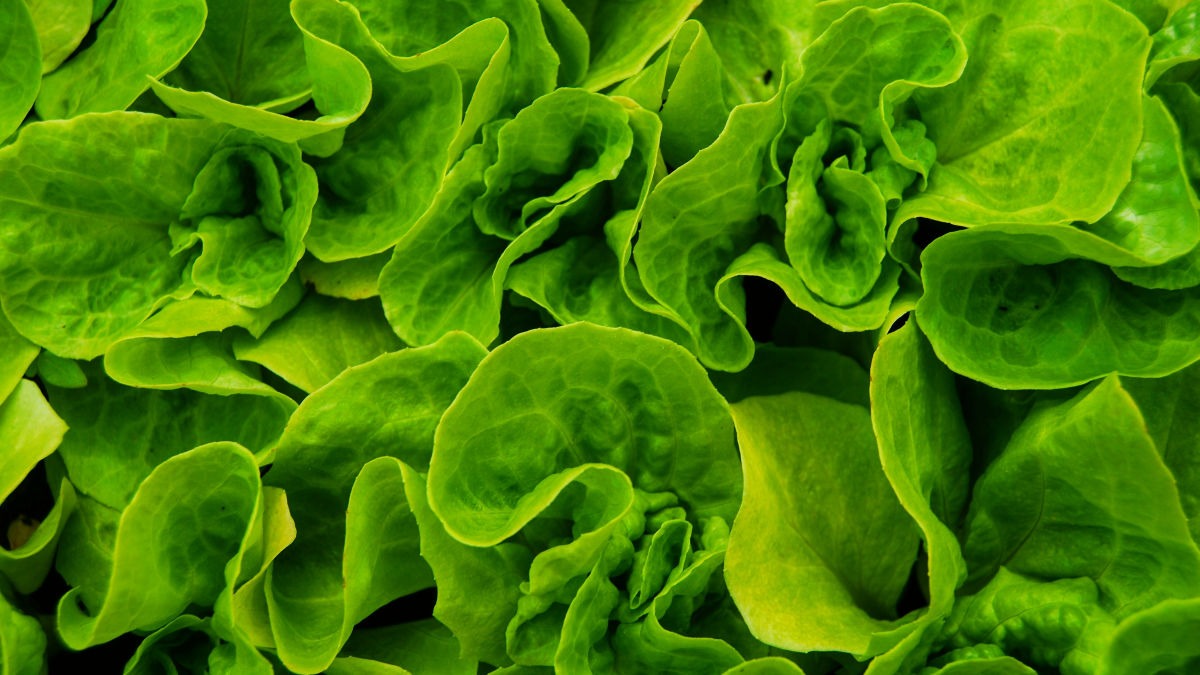 NSC Lettuce seeds